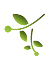 Leaf right
